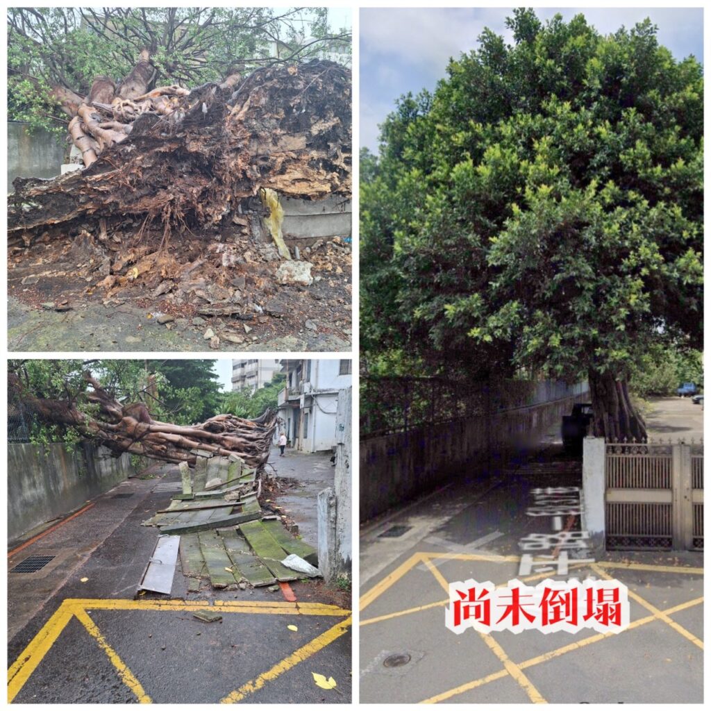 民眾求助之榕樹傾倒事件 黃敬平議員迅速協助處理！
