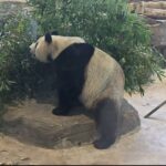 熊貓牽線兩岸青年　福州拚默契共話保育交流新篇章情誼升溫